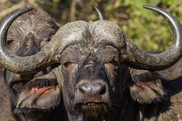 Wildlife Buffalo Head Horns — Stock Photo, Image