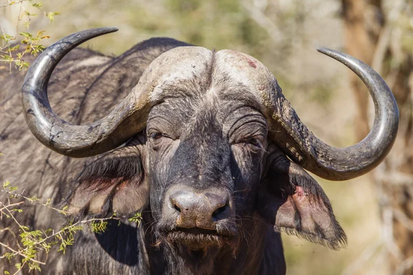 Wildlife Buffalo Head Horns — Stock Photo, Image