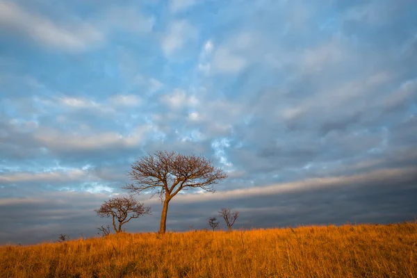 Trees Rural Wild Landscape — Stock Photo, Image