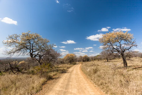 Dirt Road Terrain sauvage rural — Photo