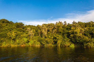 waters edge üzerinde bitki örtüsü