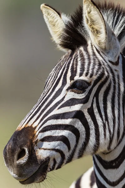 Testa di zebra animale — Foto Stock