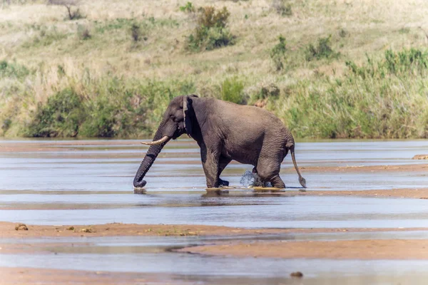 Elephant Middle River — Stock Photo, Image