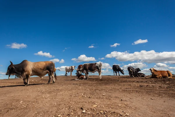 Ganado Animales Industrial Encroachment —  Fotos de Stock