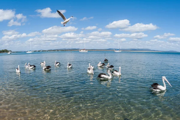 Pelican Birds Blue Lagoon — Stock Photo, Image