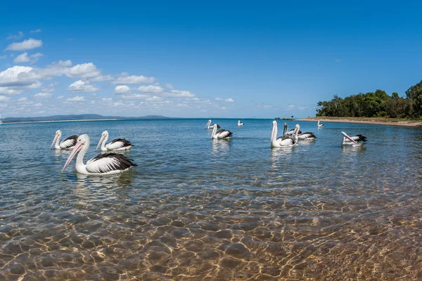 Pelican Birds Blue Lagoon