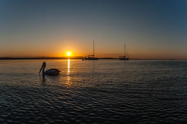 Pelican uccello tramonto natura — Foto Stock