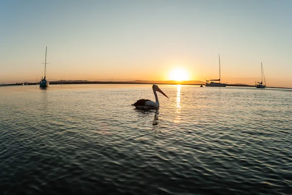Pelikan Vogel Sonnenuntergang Natur — Stockfoto