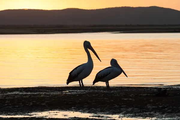 Pájaros pelícanos Sunset Nature —  Fotos de Stock