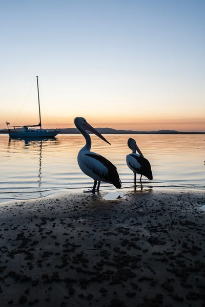 Pelican Birds Sunset Nature — Stock Photo, Image