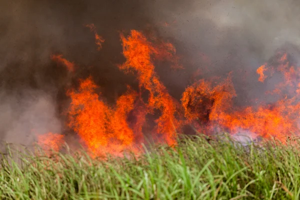 Incendio cultivos ardientes — Foto de Stock