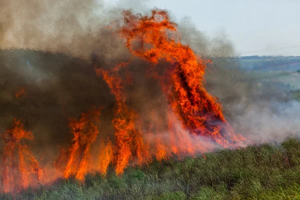 Incendio cultivos ardientes — Foto de Stock