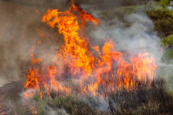 Bitkileri yanan ateşi — Stok fotoğraf