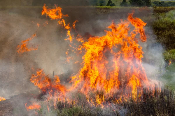Bitkileri yanan ateşi — Stok fotoğraf