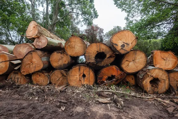 Bomen logboekregistratie milieu — Stockfoto