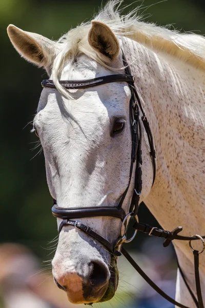 Cavalo branco cinza Bridles Retrato — Fotografia de Stock