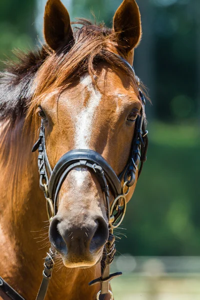 Cavalo Bridles Castanha Retrato — Fotografia de Stock