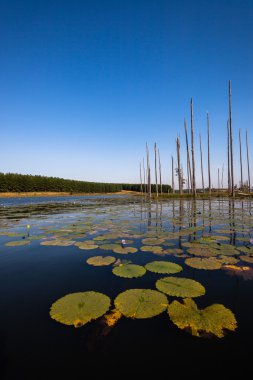 Sulak nilüferler ağaçlar Güzellik