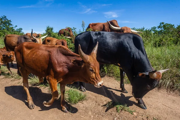 Ходячие стада скота — стоковое фото