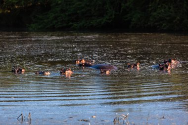 nijlpaarden water aard
