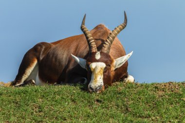 hayvan yaban hayatı buck yaz
