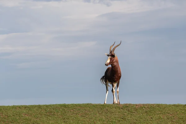 Buck de fauna silvestre — Foto de Stock