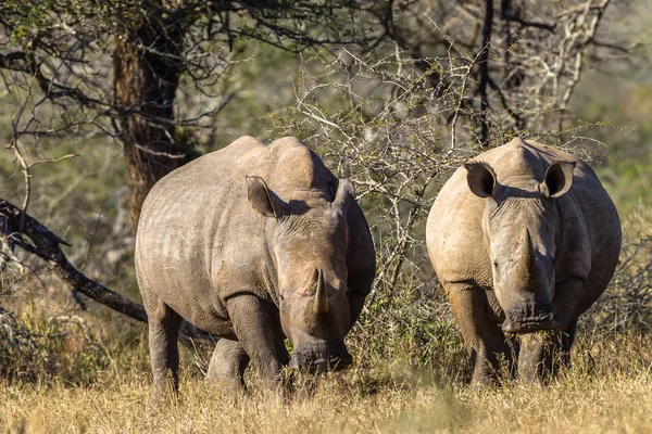 Animaux Faune Alerte Rhinos — Photo