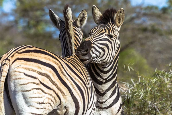 Animal Wildlife Zebras Affetti — Foto Stock