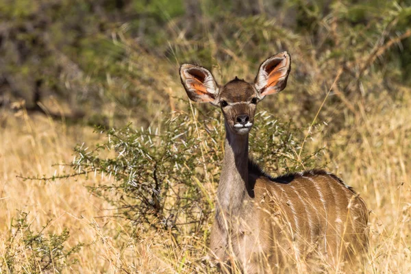 Animal Wildlife Water-Buck Alert — Stock Photo, Image