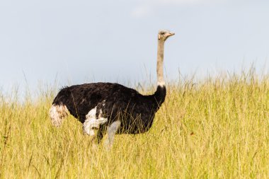 struisvogel wildlife aard