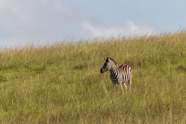 Zebra Vida selvagem Natureza — Fotografia de Stock