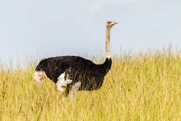 Ostrich Wildlife Nature — Stock Photo, Image
