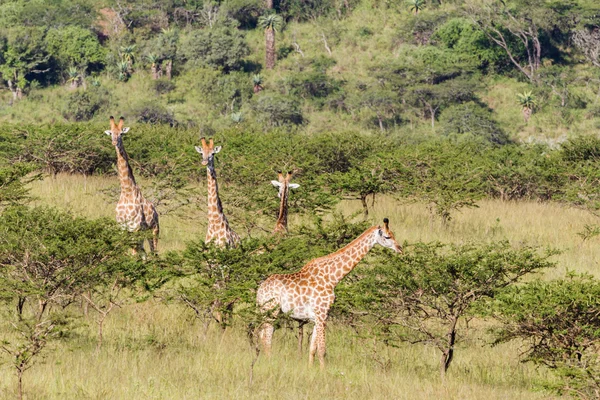 Giraffe Wildtiere Natur — Stockfoto