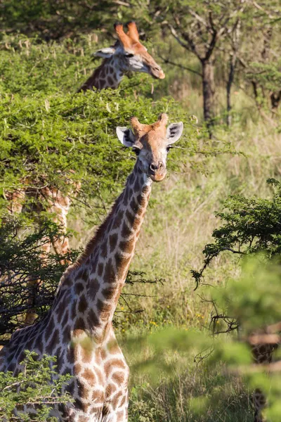 Giraffe Wildlife Nature — Stock Photo, Image