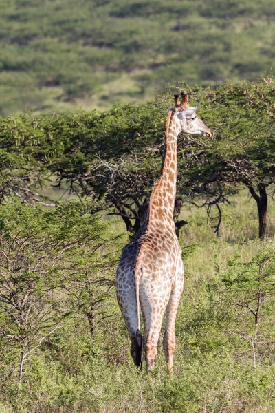 Жирафская природа — стоковое фото