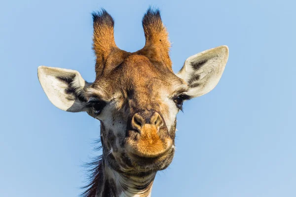 Giraffe Wildtiere Natur — Stockfoto