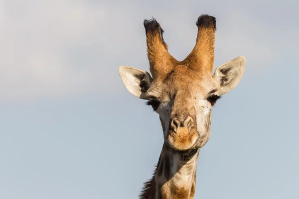 Girafe Faune Nature — Photo