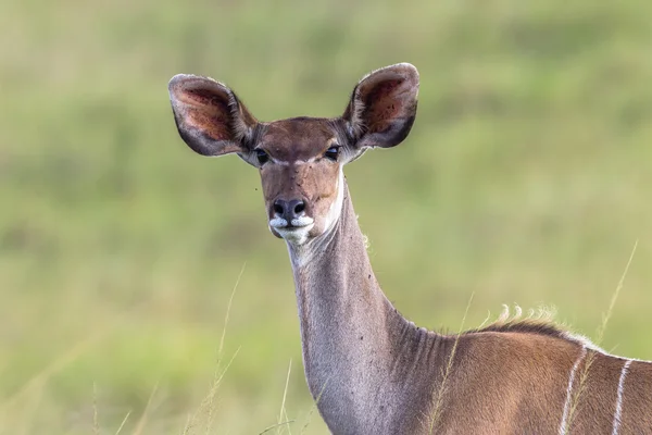Safari da vida selvagem de Buck — Fotografia de Stock