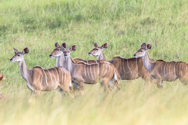 Buck Wildlife Safari — Stock Photo, Image