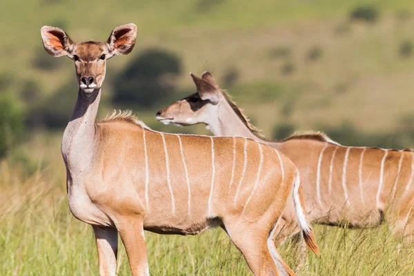 Buck Wildlife Safari — Stock Photo, Image