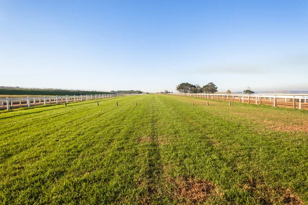 Pferderennen Training Grasbahn — Stockfoto
