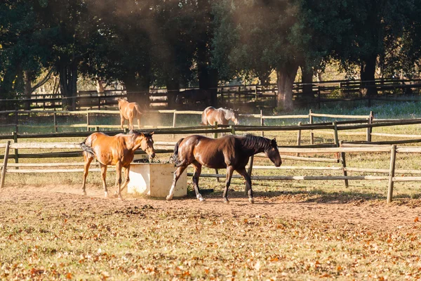 Horses Outdoors Paddock Fields — Stock Photo, Image