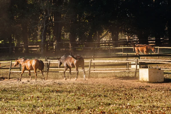말 야외 목장의 필드 — 스톡 사진