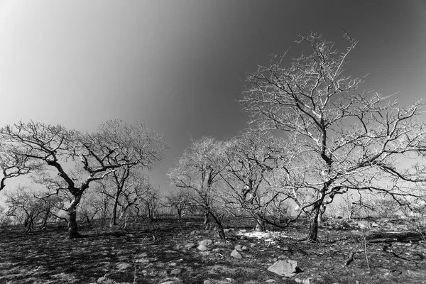 Árboles quemados Paisaje blanco negro —  Fotos de Stock