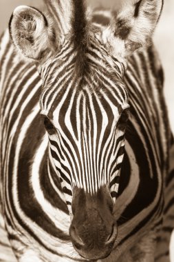 yaban hayatı zebra sepya tone baş
