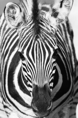 yaban hayatı zebra siyah beyaz baş