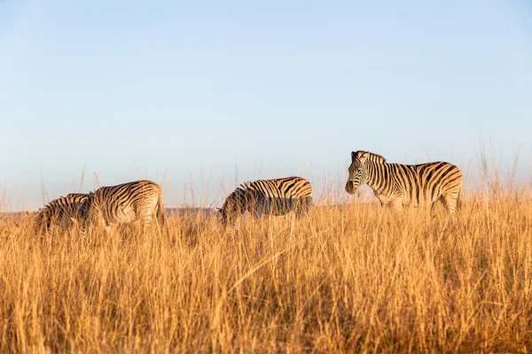 Zebras Grass Terrain Animal Wildlife — Stock Photo, Image