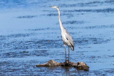 kuş gri balıkçıl balıkçılık sulak vahşi sular