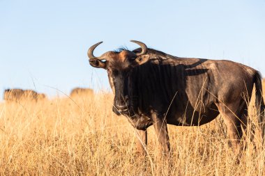 vahşi hayvan mavi wildebeest