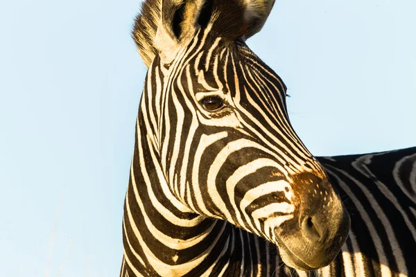 Zebra Animais selvagens — Fotografia de Stock